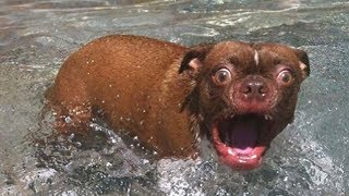 Funny Dogs Playing in Water Compilation NEW [upl. by Nahtanaoj]