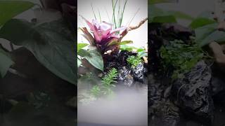 DIY mini indoor pond full build video link in description [upl. by Mcwherter866]