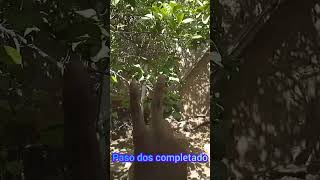 Aprende a lanzar una piedra con este Video👌🏿 [upl. by Rianon]