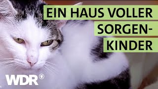 Ausgesetzt und schwer verletzt Wird die Katze überleben  S02E04  Hallo Tierheim  WDR [upl. by Lecia]