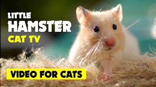 VIDEO FOR CATS to watch Cat TV ★ LITTLE HAMSTER on screen [upl. by Daniyal]