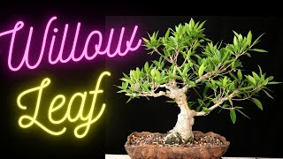 Willow Leaf Ficus Bonsai Tree Ficus Salicifolia Update on all 4 trees [upl. by Ahsyla]