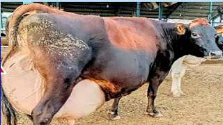 Worlds Biggest Udder Highly Milking Holstein Friesian Cow Breed  HF and Jersey Cow Farming India [upl. by Anuahsat696]