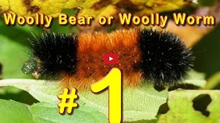 Predicting Winter Weather Woolly Bear Caterpillars [upl. by Egdamlat]