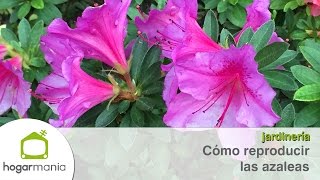 Cómo reproducir las azaleas [upl. by Enaujed]