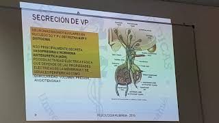 Regulación de osmolaridad y volumen del LEC parte 2 [upl. by Nalyac]