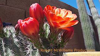 Stenocereus Thurberi Cactus Time Lapse [upl. by Jocelyn759]