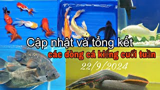 CẬP NHẬT TỔNG HỢP CÁC DÒNG CÁ KIỂNG CUỐI TUẦN 2192024 [upl. by Auria]