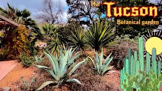 Tour of the Tucson Botanical Garden  Araucaria Boojum Trees Philodendrons Q fusiformis amp More [upl. by Fishback140]