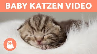 BABY KATZEN Video 😻 Lustige amp Süße KATZEN [upl. by Odlawso]