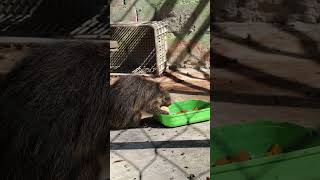 New Video Feeding European hedgehog Ouriçoterrestre hedgehog europeanhedgehog animals feeding [upl. by Yeslek]