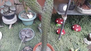 Opuntia Rubescens Consolea [upl. by Atekin]