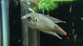 チョウセンブナ Roundtail paradise fish Macropodus ocellatus [upl. by Reinaldo]