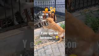 Pelea de perros termina mal 🐕🤦 dog animals [upl. by Sampson]