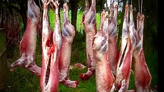 Hunting two Fallow with 22250 rifle from meat hunt and venison recovery in New Zealand  76 [upl. by Ecnar]