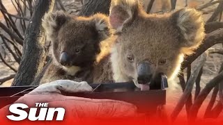 Firefighters give water to thirsty baby koala and mother on Kangaroo Island Australia [upl. by Trisa]