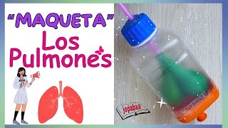 👉🏻MAQUETA de los PULMONES con Botella Plástica y Bombas con su Explicación pulmones caseros 🫁✨ [upl. by Berkeley]