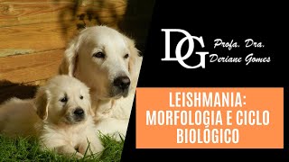 061 Leishmania Morfologia e Ciclo Biológico [upl. by Aivatnahs]