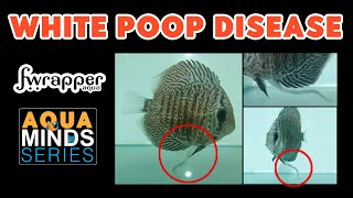 White Poop Disease  Hexamita  Hindi [upl. by Yeldnarb]