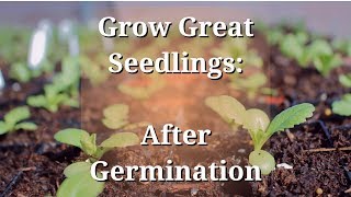 Grow Great Seedlings After Germination [upl. by Ecienal792]