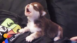 Malamute Husky Puppy Howling for the First Time  The Dodo [upl. by Fritz]