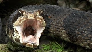 Cottonmouth vs Rattlesnake 01  Snake Eats Snake [upl. by Bernadina843]