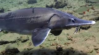 Sibirischer Stör in Löbejün Siberian sturgeon  Acipenser baerii [upl. by Ihsorih975]