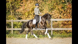 Dressuurpaard te koop  Sporthorsesnl  Kyrina by Johnson x Iroko [upl. by Shurlock]