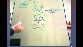 Calcitonin Tutorial [upl. by Cartwell]