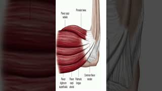 Anatomy Flexor Carpi Ulnaris shorts [upl. by Miun451]