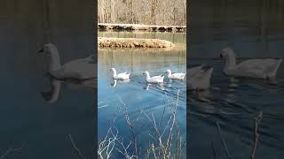 Embden Geese swimming geese geese swimming Embden farmlife [upl. by Littlejohn728]