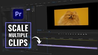 How To Scale Multiple Clips At Once  Adobe Premiere Pro Tutorial [upl. by Valene]