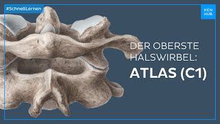 Atlas C1 Aufbau und Funktion des ersten Halswirbels  Anatomie einfach erklärt  Kenhub [upl. by Tattan]