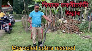 Monocled cobra rescuedsnake viralvideo [upl. by Kindig]