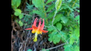 Aquilegia columbine [upl. by Bakeman]