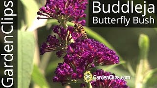 Butterfly Bush  Buddleia  Buddleja  Growing tips for Buddleja davidii [upl. by Jefferey]