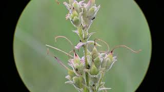 Penstemon gracilis Slender Beardtongue [upl. by Annat]