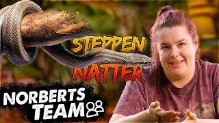 STEPPENNATTER  NORBERTS TEAM  Zoo Zajac [upl. by Iphagenia]