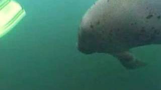 Schnorcheln mit Manatees [upl. by Ahsikad]