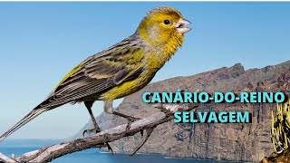 CANÁRIOBELGA OU CANÁRIODOREINO ONDE VIVE ESSE PÁSSARO QUAL A SUA ORIGEM COMO É O SEU CANTO [upl. by Ahseiuqal]