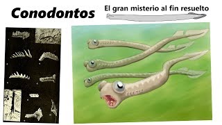 Conodontos Descubre el mayor misterio de la micropaleontología [upl. by Eerb]