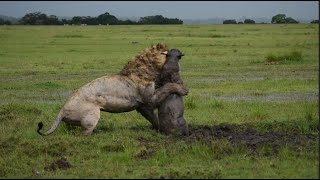 Lion Digs Up a Warthog [upl. by Abita989]