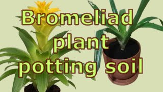 How to care for guzmania bromeliad plants How to Repot Bromeliads Bromeliad plant potting soil [upl. by Anilrac]