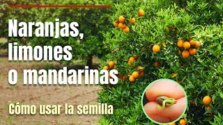 Cómo germinar naranjas mandarinas o limones paso a paso [upl. by Kathye]