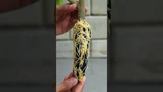 🌿New method of propagate lemon tree using just cloth propagatelemontree gardening [upl. by Haet]