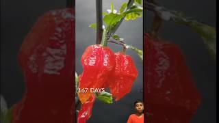 185days in 36 seconds  Ghost Pepper timelapse shorts viralshorts SkJihad436💯💯💯💯💯💯👍👍👍👍 [upl. by Gans]