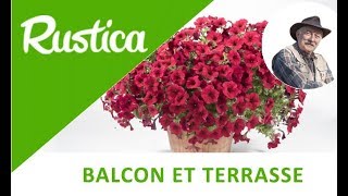 Hiverner les fleurs gélives cultivées en pot [upl. by Ettenrahc]