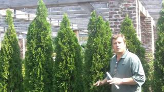 Thuja Emerald Green Privacy Screen [upl. by Ahto626]