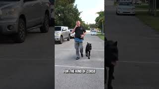 Outrun a 130lb Cane Corso and Win 100 [upl. by Kay234]