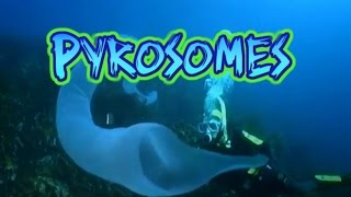 Pyrosome Facts [upl. by Ribak]